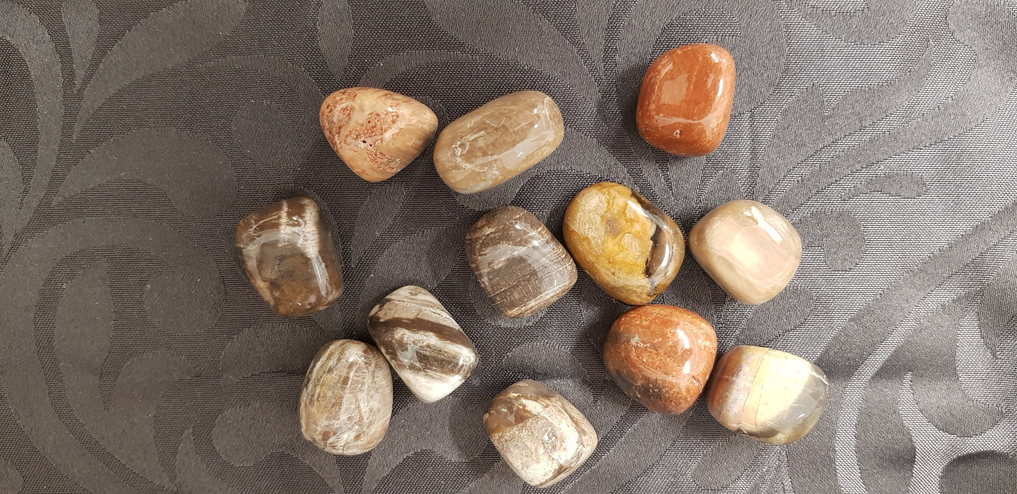 Bois fossilisé de citronnier roulée