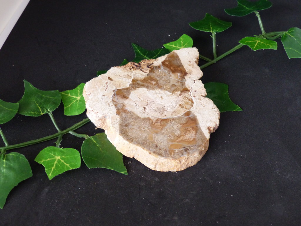 Bois fossilisé de citronnier