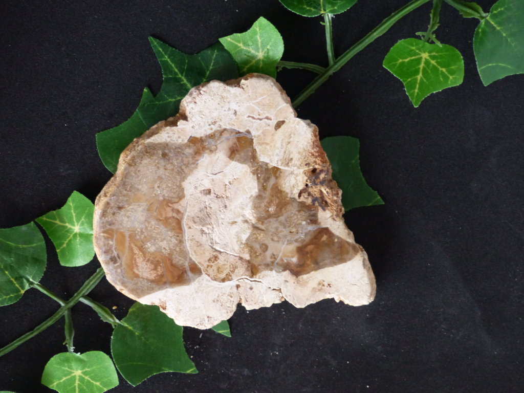 Bois fossilisé de citronnier