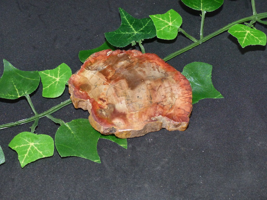 Bois fossilisé de citronnier