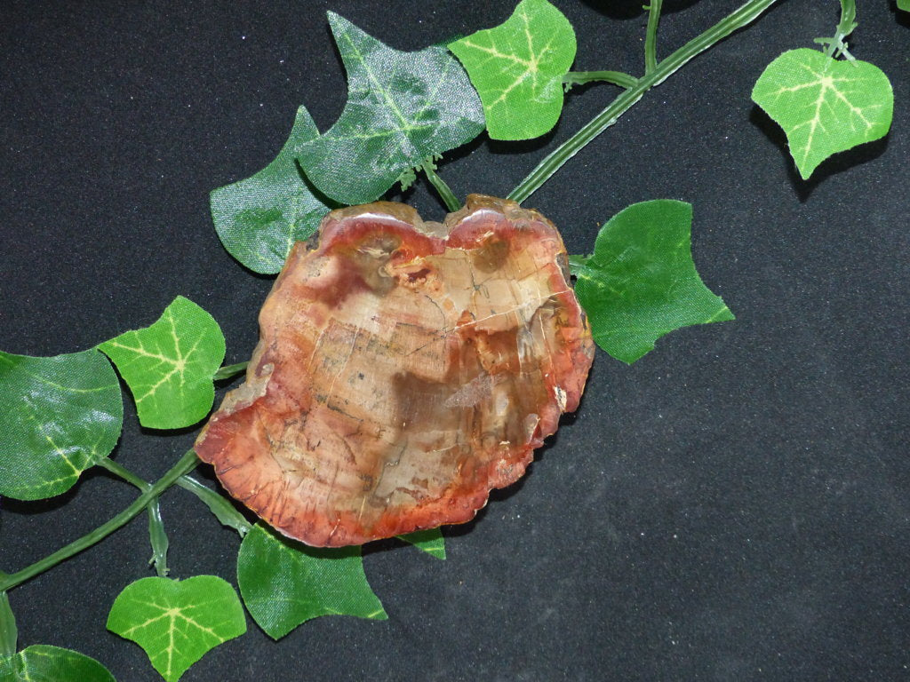 Bois fossilisé de citronnier