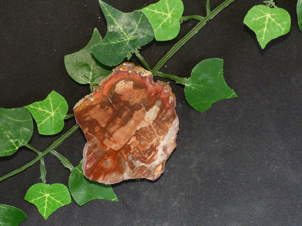 Bois fossilisé de citronnier