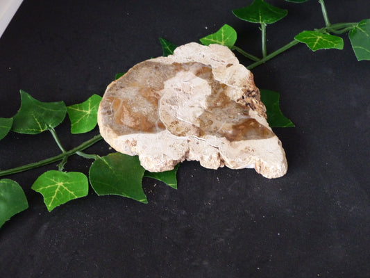 Bois fossilisé de citronnier