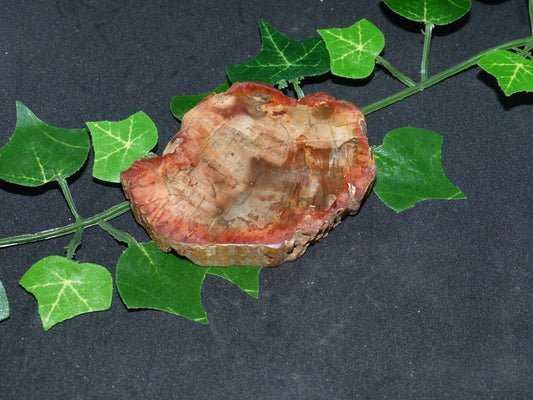 Bois fossilisé de citronnier