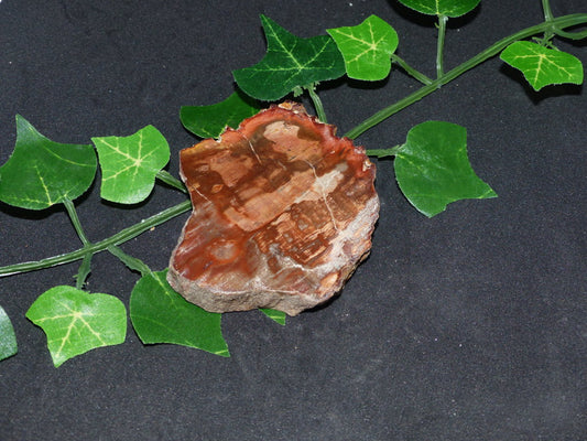 Bois fossilisé de citronnier